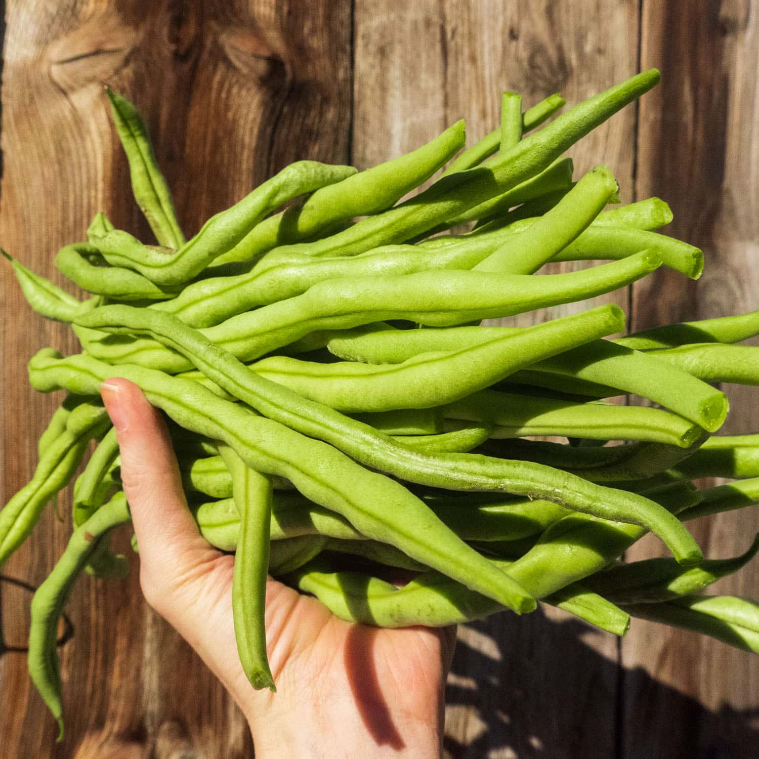 Fortex Beans: The Easy-to-Grow, High-Yielding Pole Bean for Any Garden
